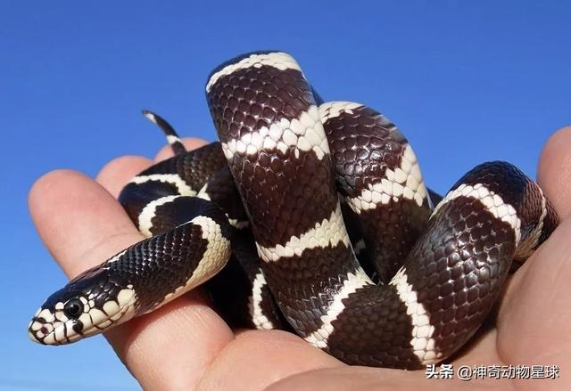 加州王蛇的饲养技巧和习性介绍（帮你打造一个舒适的王蛇家园）