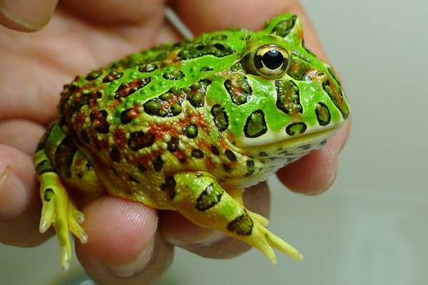 宠物青蛙（介绍适合作为宠物的青蛙品种）