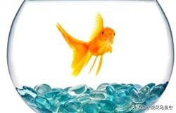 金鱼是什么颜色怎样游泳（解释金鱼的颜色和游泳方式）