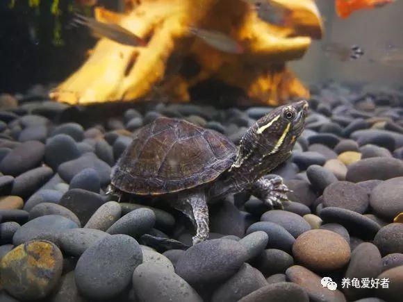 深水龟可以一直在水里吗（解答深水龟对水域的需求和行为习性）