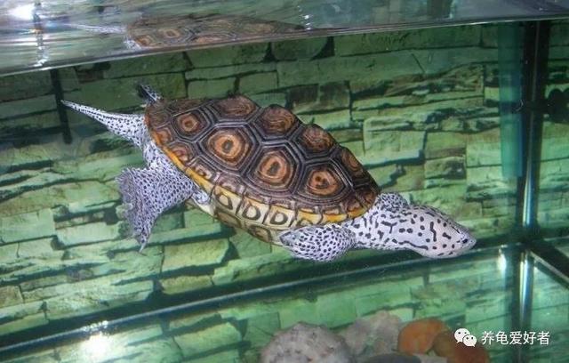 深水龟可以一直在水里吗（解答深水龟对水域的需求和行为习性）