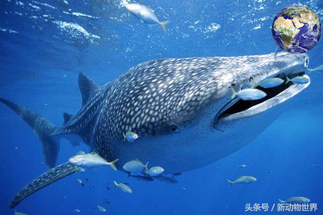 世界上最大的鱼：探索世界上最大的鱼类物种及其生态习性（了解其体型、食性等特点）