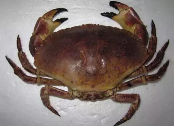 50种中国螃蟹种类（中国有哪些种类的螃蟹）