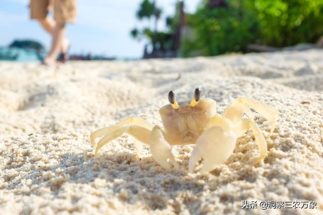 海边抓的小螃蟹怎么养活（教你如何正确养抓来的小海螃蟹）
