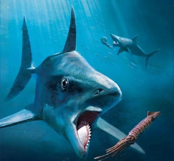 鲨鱼牙（介绍鲨鱼的牙齿特征）