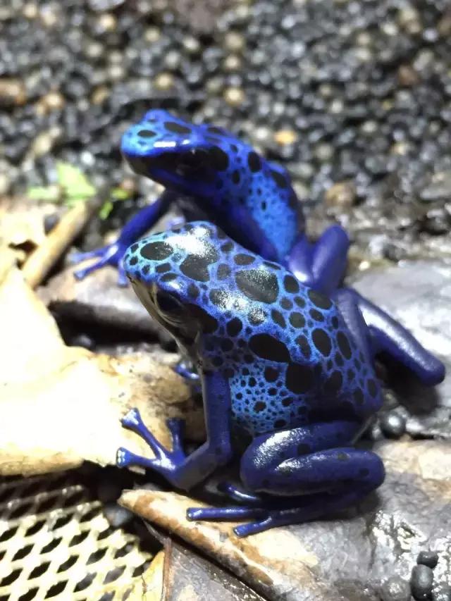 钴蓝箭毒蛙的养殖技巧和繁殖方法（了解钴蓝箭毒蛙的养殖技巧和繁殖方法）