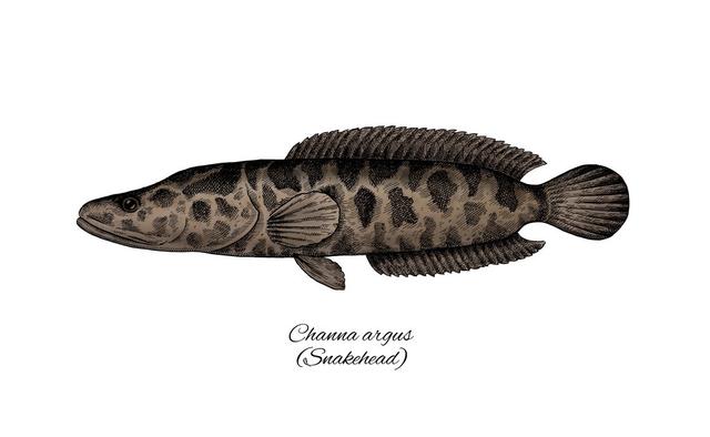 野生黑鱼与养殖黑鱼的区别和特点（野生黑鱼与养殖黑鱼的外观和习性区别）
