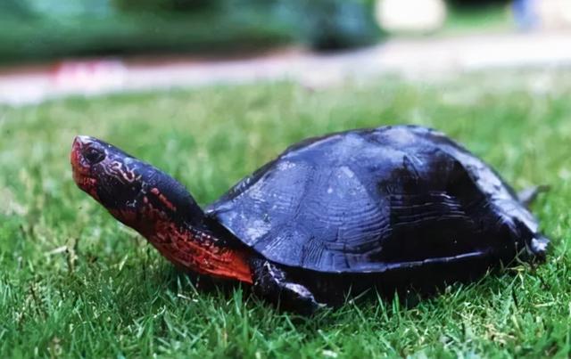 黑颈龟（黑颈龟的特点、习性及保护现状）