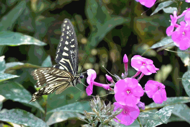 蝴蝶的美丽外观和饲养注意事项（打造一个绚丽多彩的蝴蝶家园）