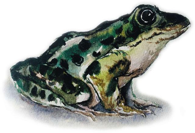为什么青蛙被称为田鸡（解释青蛙被称为“田鸡”的由来）
