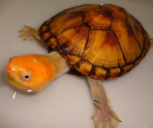 红面龟（种类、外观特征）