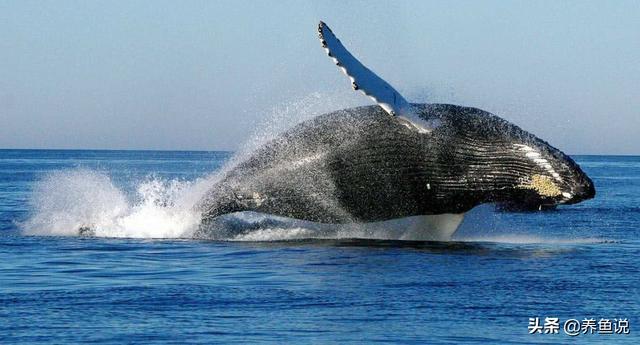 鲸鱼的寿命有多长 (了解鲸鱼的寿命和个体差异)