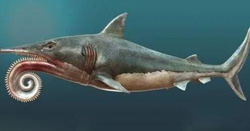 鲨鱼牙（介绍鲨鱼的牙齿特征）
