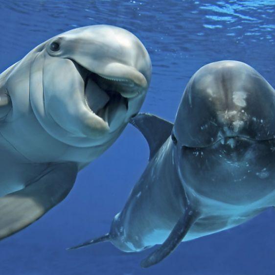 海豚是哺乳动物吗？（弄清楚海豚的分类）
