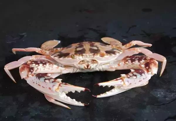 50种中国螃蟹种类（中国有哪些种类的螃蟹）