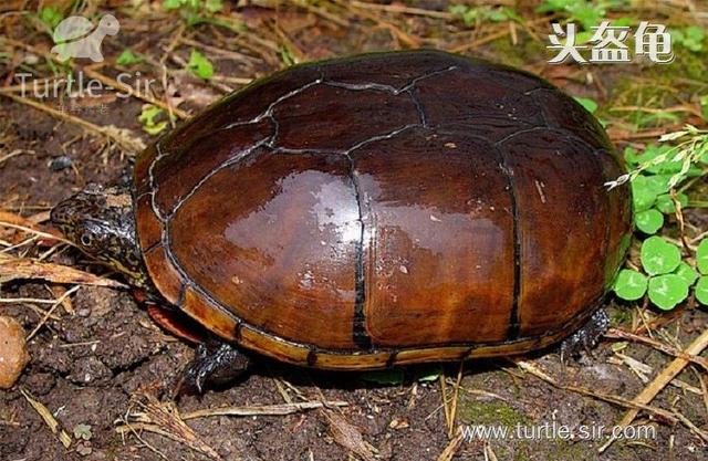 头盔龟和深水龟的关系（头盔龟是否属于深水龟类）