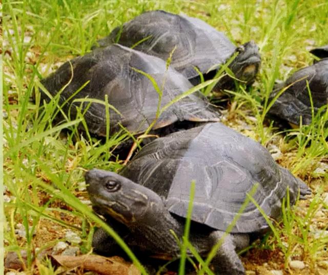 黑颈龟（黑颈龟的特点、习性及保护现状）