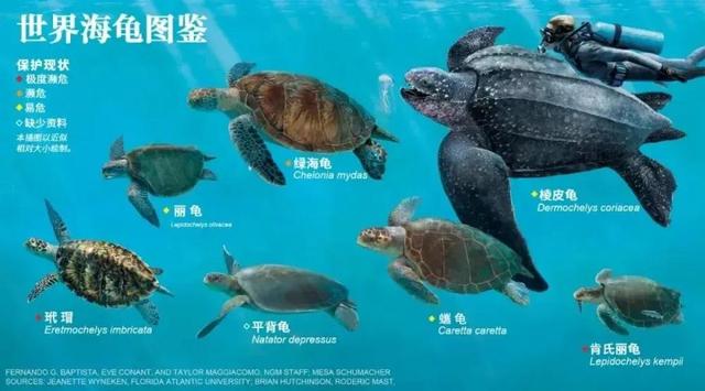 海龟的特点（探索海龟的生态习性和独特特征，领略其迷人之处）
