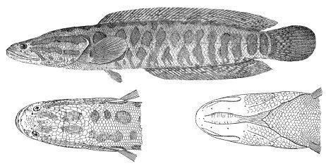 野生黑鱼与养殖黑鱼的区别和特点（野生黑鱼与养殖黑鱼的外观和习性区别）