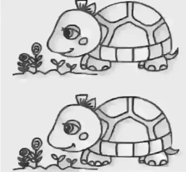 乌龟对主人信赖的表现（介绍乌龟对主人的情感表达和信赖行为）
