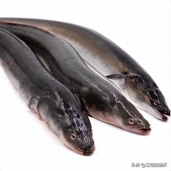 狼鳗鱼（形态特征和栖息地）