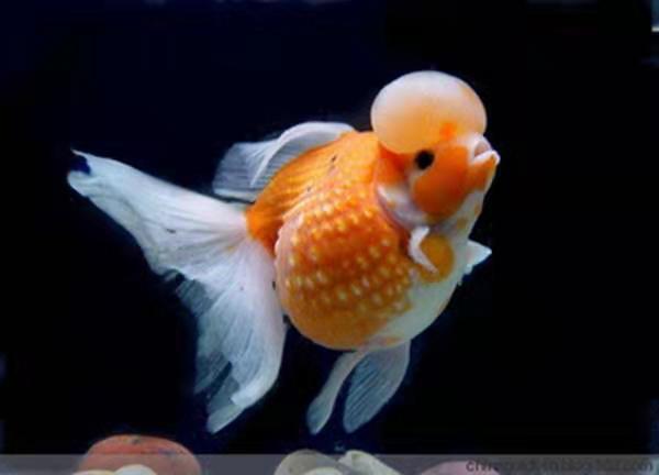 金鱼是什么鱼演变来的（金鱼的起源和进化历程）