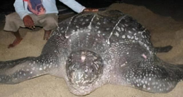 世界上最大的海龟是什么龟（了解目前已知的最大海龟种类）