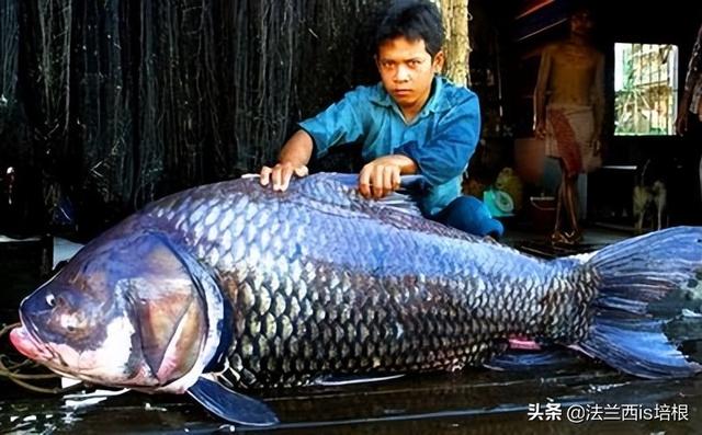 湄公河发现全球最大淡水鱼（了解湄公河鱼类多样性）