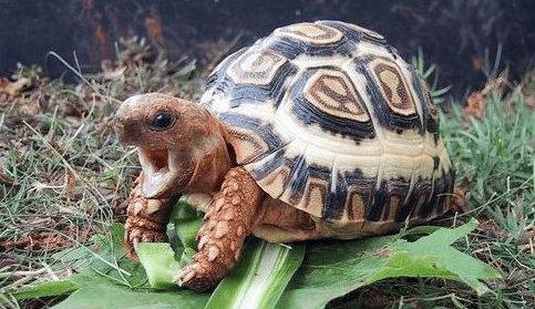 印度星龟的特点和养殖技巧（了解印度星龟的外观特征及适宜的饲养方法）