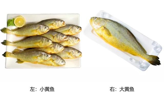 小黄鱼（小黄鱼的特点和常见用途）
