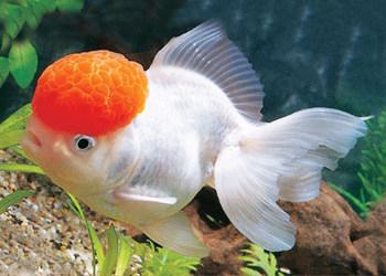 金鱼是什么鱼演变来的（金鱼的起源和进化历程）