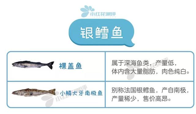 银雪鱼的特点和品种介绍（银雪鱼的特征和种类概述）