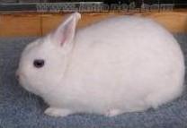 波兰兔的毛色品种（了解波兰兔的不同毛色类型）