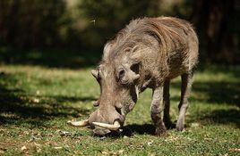 荒漠疣猪的适应能力（了解荒漠疣猪在恶劣环境中的生存方式）