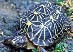 星丛龟的特点及饲养技巧（如何养殖星丛龟？）
