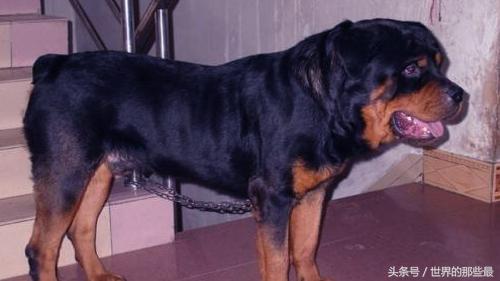 世界最凶十大狗狗排名（了解具有凶猛性格的狗狗品种排名）