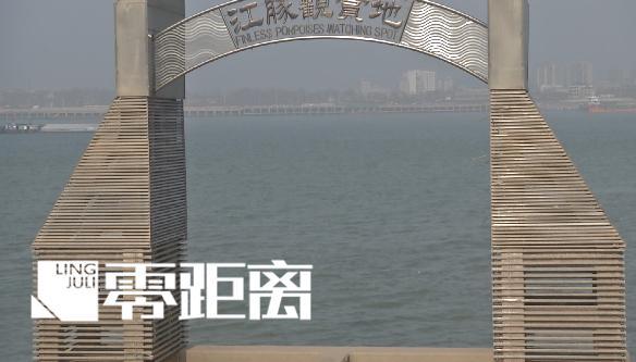 长江江豚的保护意义和观赏价值（了解长江江豚的保护重要性和观赏价值）