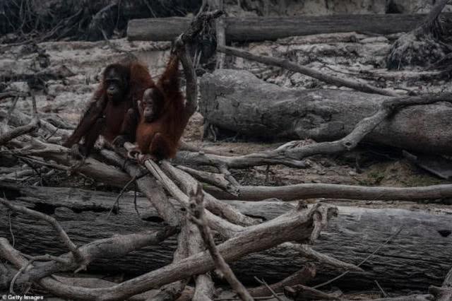 苏门答腊猩猩的生活习性和保护工作（了解苏门答腊猩猩的生活习性和重要保护工作）