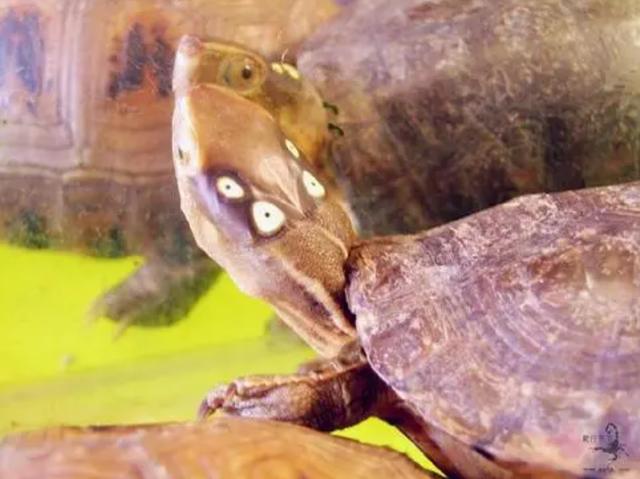 世界上最吓人的乌龟品种（介绍全球最具威胁性的一些乌龟品种）