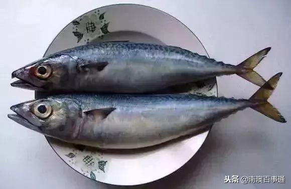 鲆鱼（鲆鱼的食用价值和烹饪方法）