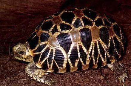印度星龟的特点和养殖技巧（了解印度星龟的外观特征及适宜的饲养方法）