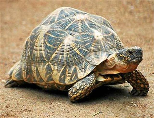 星丛龟的特点及饲养技巧（如何养殖星丛龟？）
