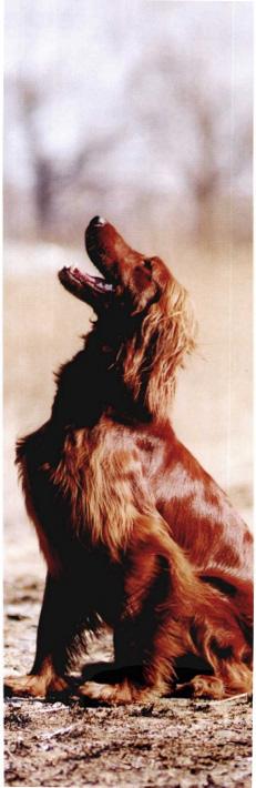 英国雪达犬的毛色品种（了解英国雪达犬的不同毛色类型）