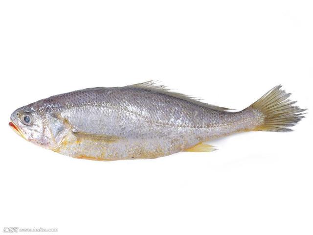 石首鱼（介绍石首鱼的特点和分布）