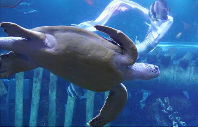 大海龟的特点及保护措施（了解大海龟的特点和保护情况）