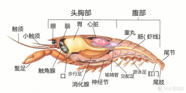 小龙虾（介绍小龙虾的分类和食用方式）