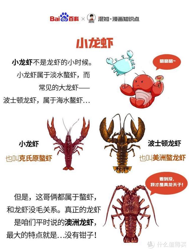 小龙虾（介绍小龙虾的分类和食用方式）