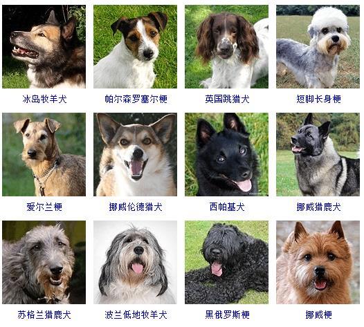 各类宠物狗品种细分介绍（宠物狗有哪些种类）