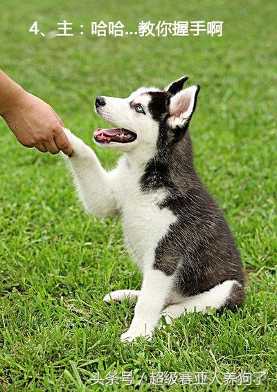 训练狗狗握手的方法（详细介绍训练狗狗握手的步骤和技巧）