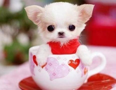 最小的狗茶杯犬（了解最小的狗的品种是茶杯犬）